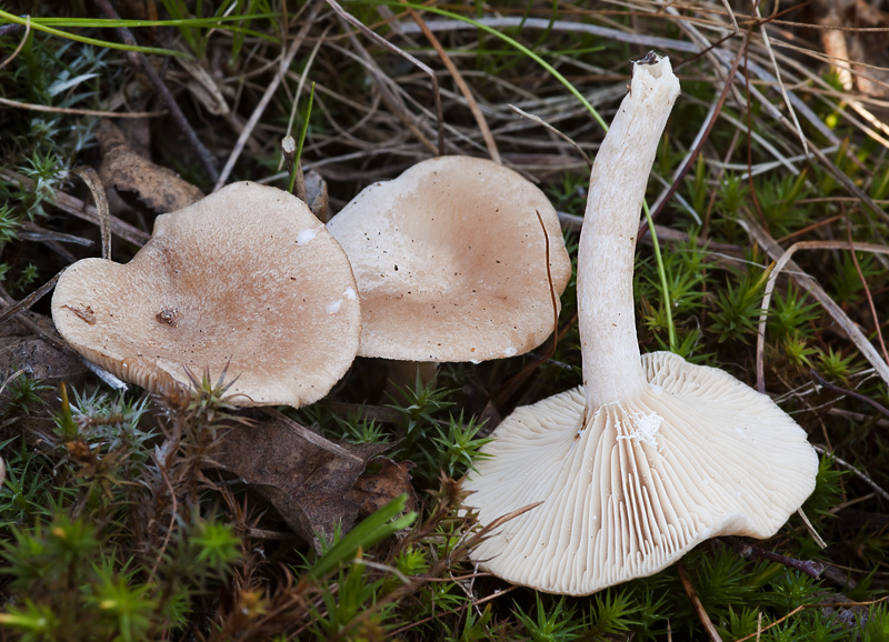 Lactarius glyciosmus